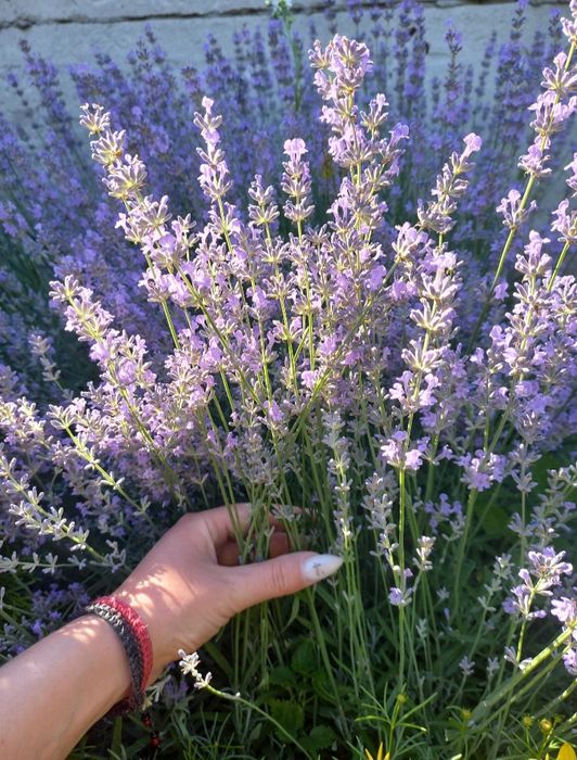 Лаванда вузьколиста англійська саджанці, лаванда саженцы
