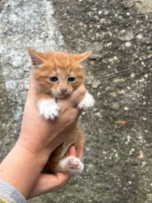 gatinhos bebés 2 meses
