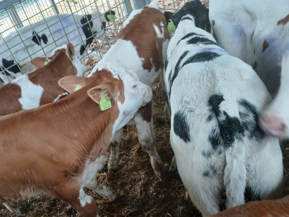 Byczki oraz jałówki mięsne