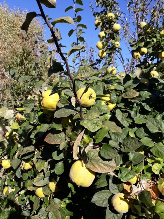 Pigwa jabłkowa ekologiczna prosto z drzewa