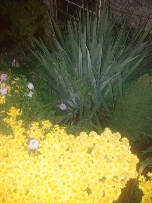 Продам юкку. Юка. Юкка садовая. Піон. Півонія. Піон деревовидний.