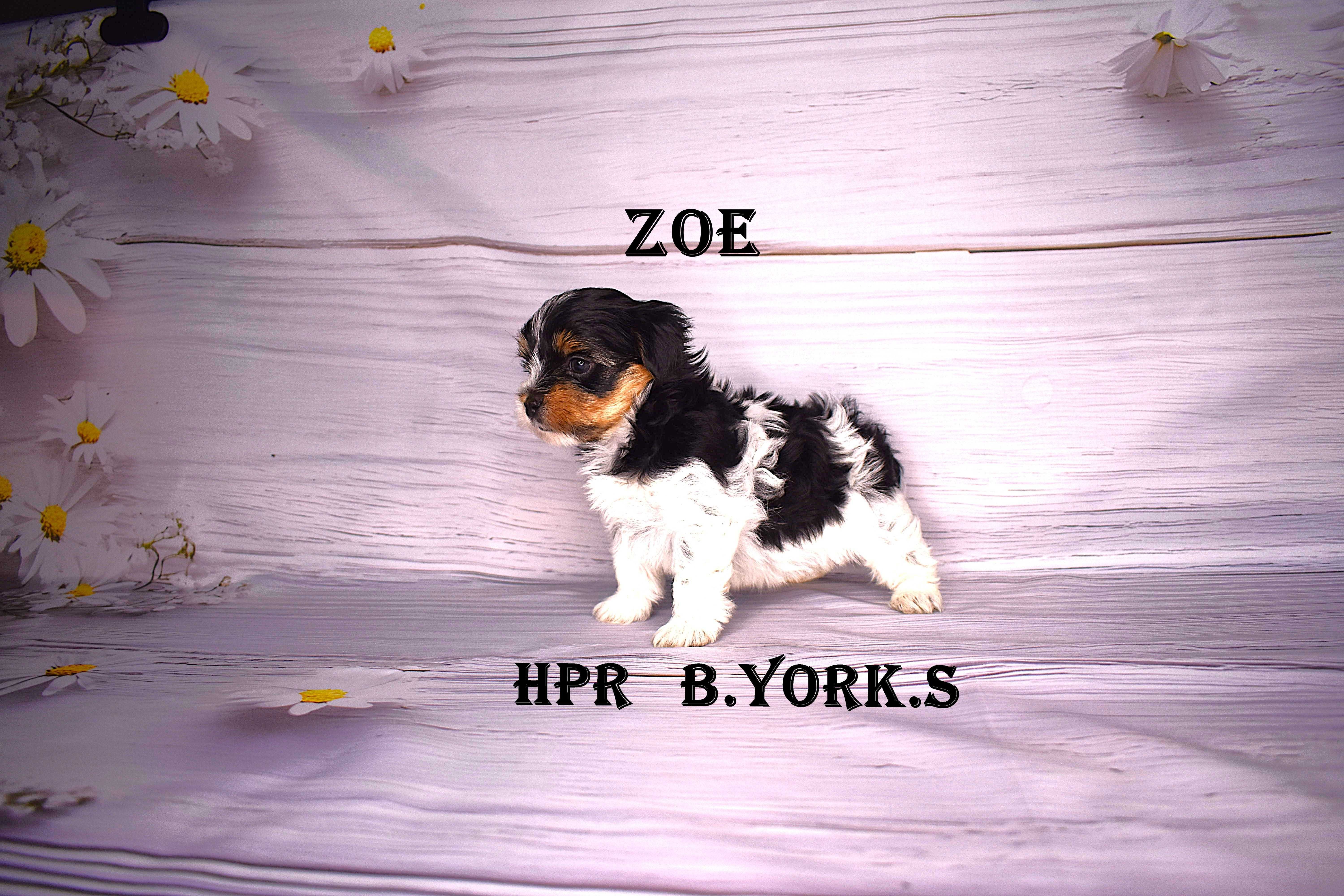 Biewer Yorkshire Terrier -suczka Zoe - do rezerwacji