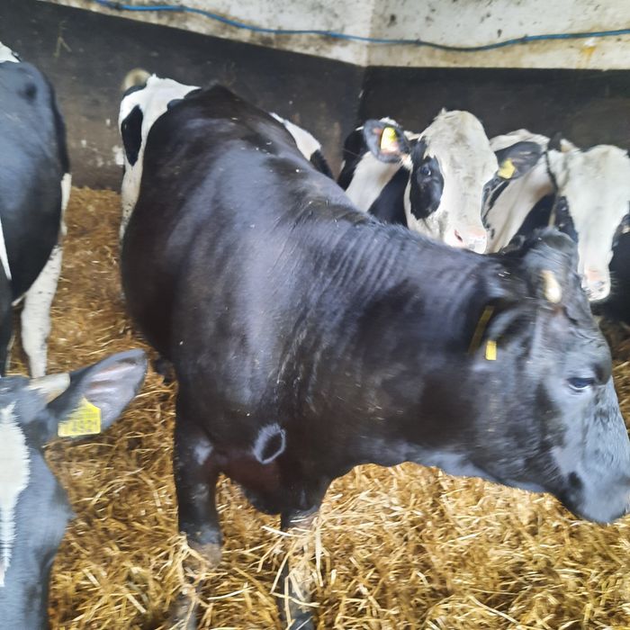 Sprzedam jalówki mieszańce limousine