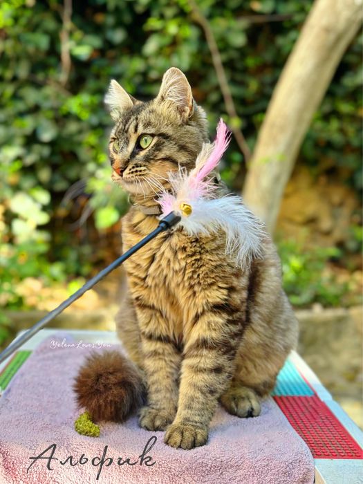 Полосатый котик, 1 год , Альф