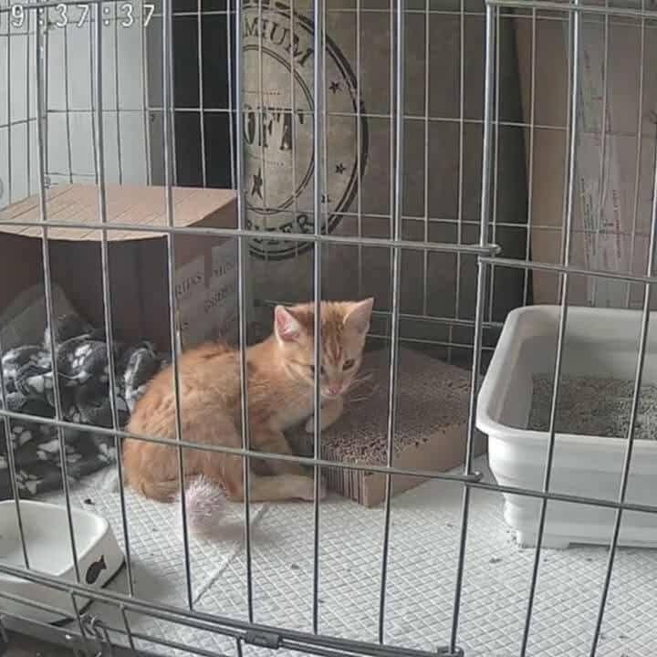 Uratowana, malutka, ruda kotka do adopcji
