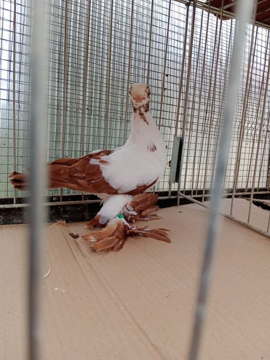 Gołębie ozdobne motyl warszawski czerwony samica 25