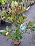 Magnolia zimozielona grandiflora Little Gem