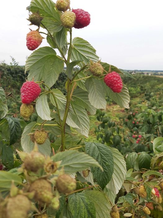 Sadzonki maliny jesiennej Pokusa, lubelskie, tanio