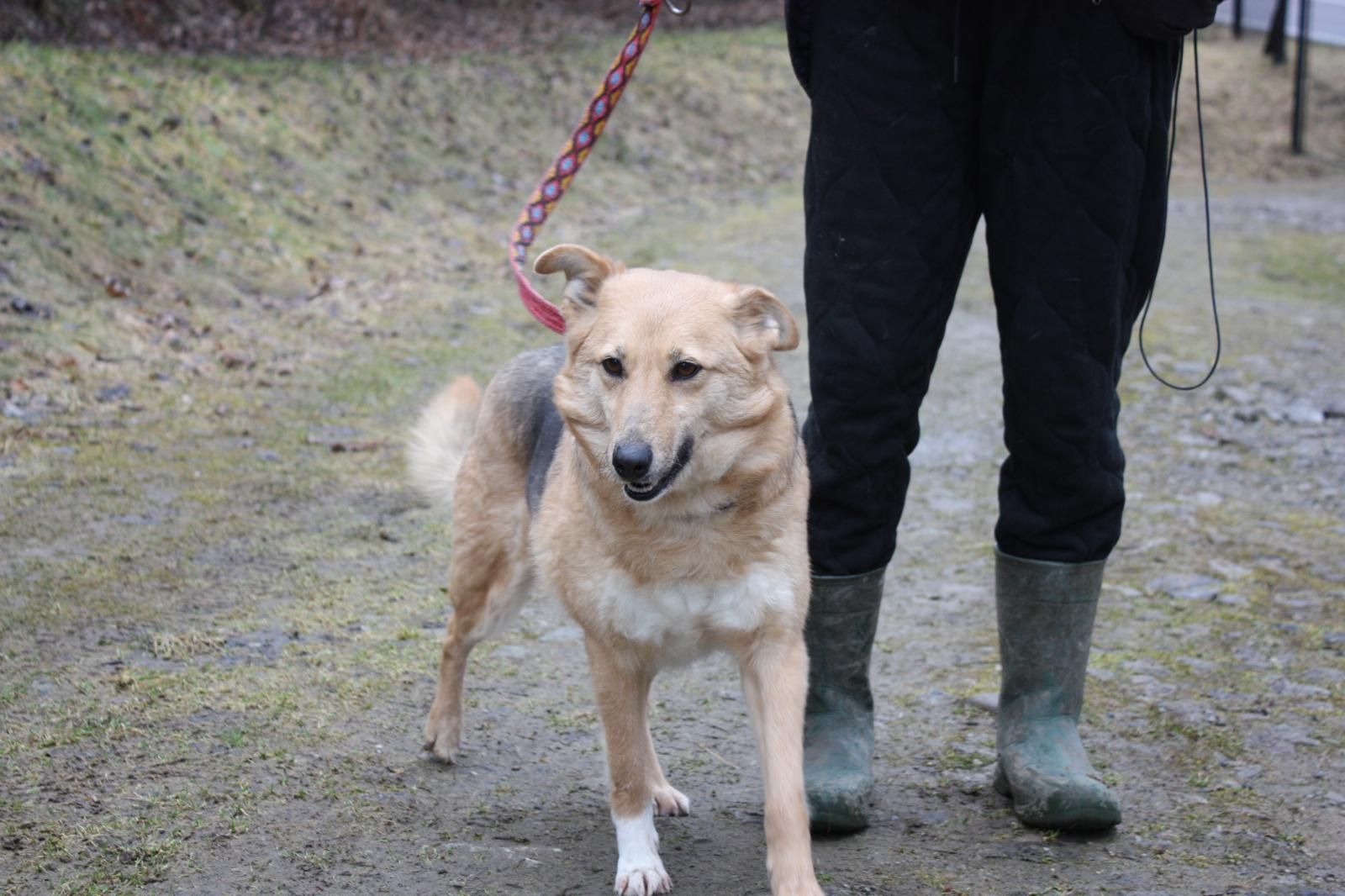 Suczki Saba i Kulka do adopcji. Oddam pieski