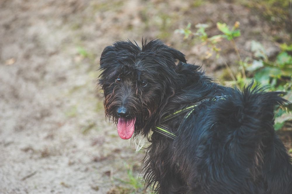 Rosynant fajny  rozczochraniec do adopcji