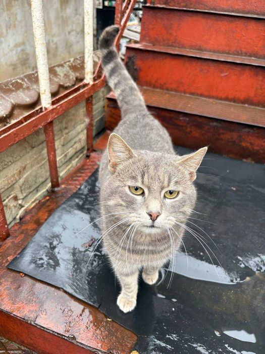 Віддам котика в добрі руки