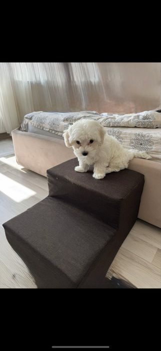 Мальтипу (мальтеза+пудель той,)