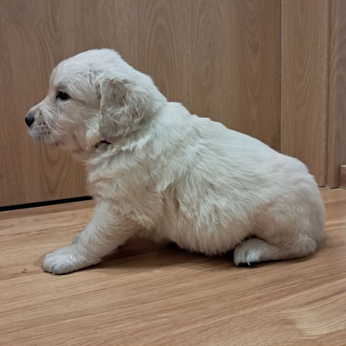 Szczenię do rezerwacji