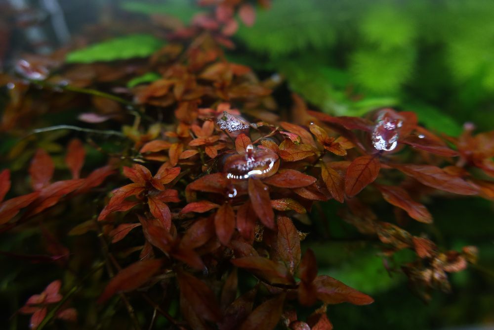 Ludwigia Mini Super Red