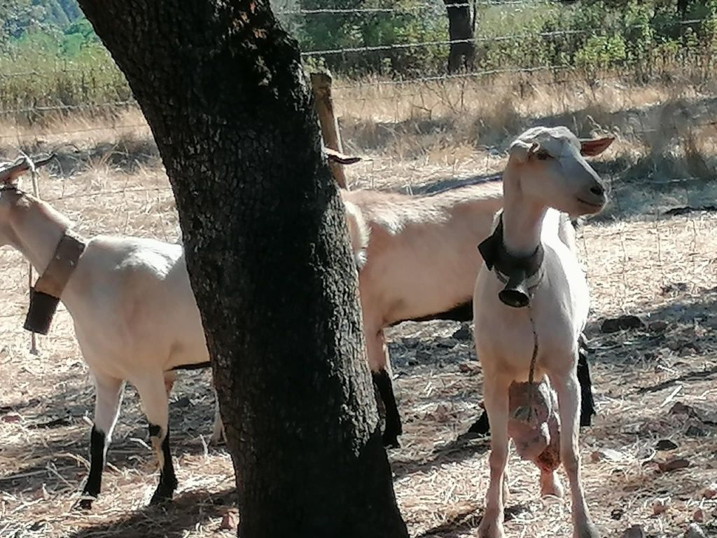 Cabras para venda