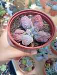 Suculenta "linguas"