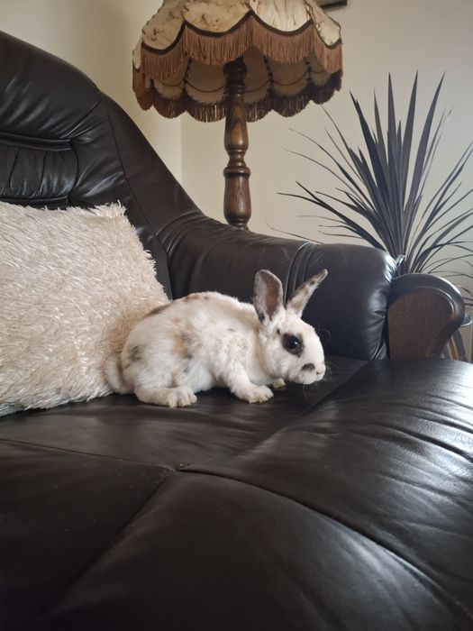 Królik Karzełek TEDDY oswojony!