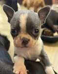 Boston Terrier sunia malutka