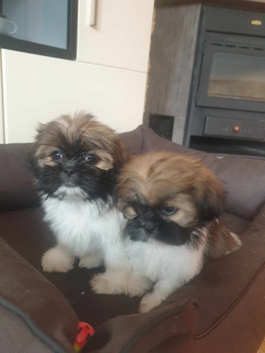 Shih tzu sprzedam tricolor