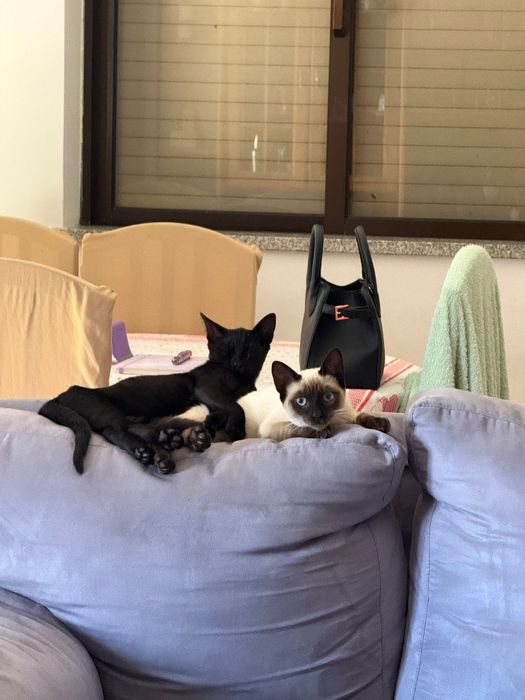 Adoção conjunta de gatinhos