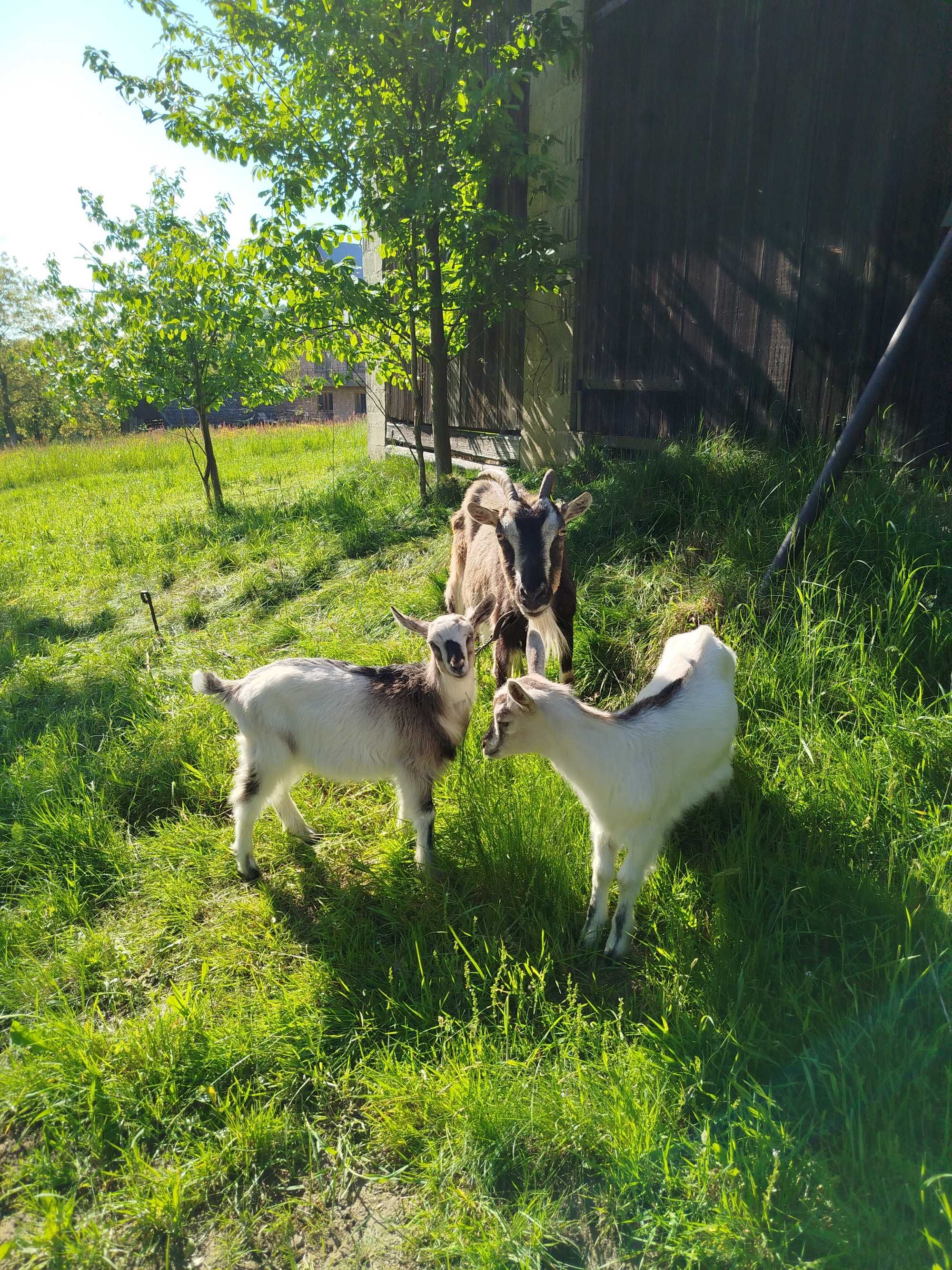 Sprzedam młodą kozę