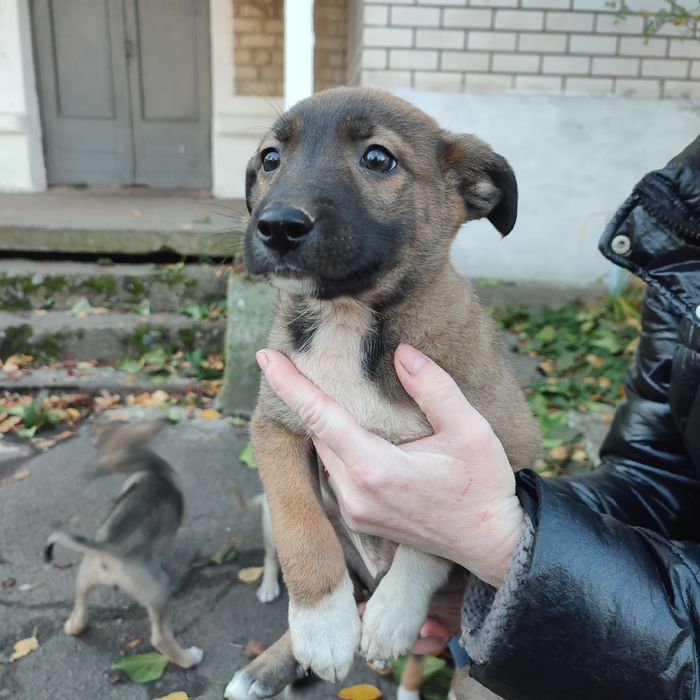 Цуценята в добрі руки (Бердичів і Житомир)