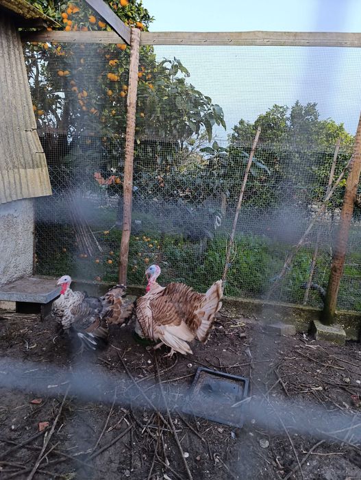 Perús grandes quase a pôr ovos