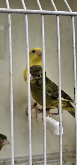 Espanholinhas miniatura 2025