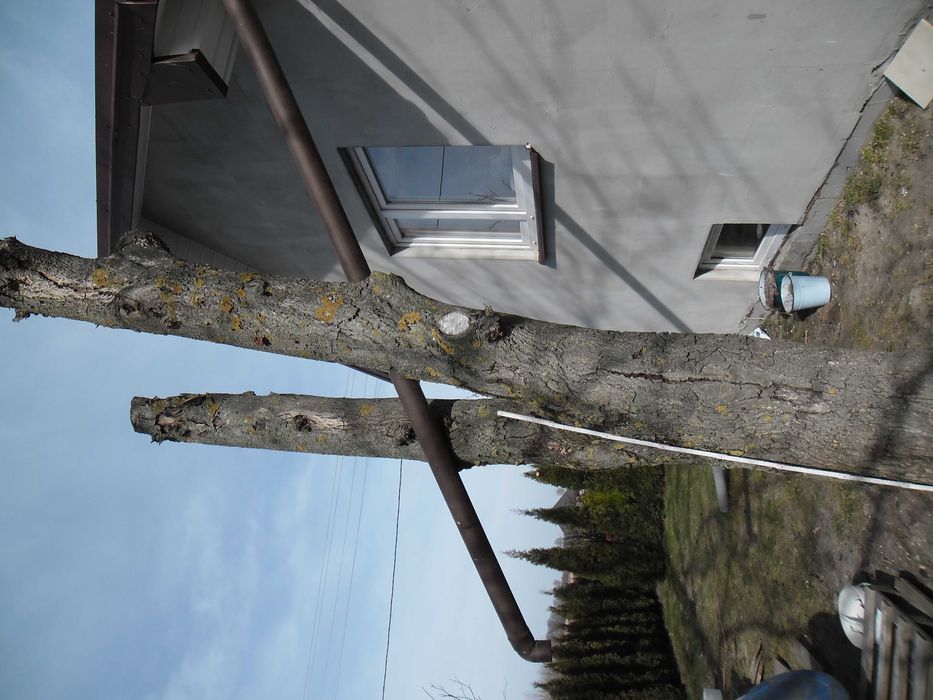 orzech włoski na pniu