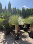 Yucca rostrata – Jukka rostrata mrozoodporna