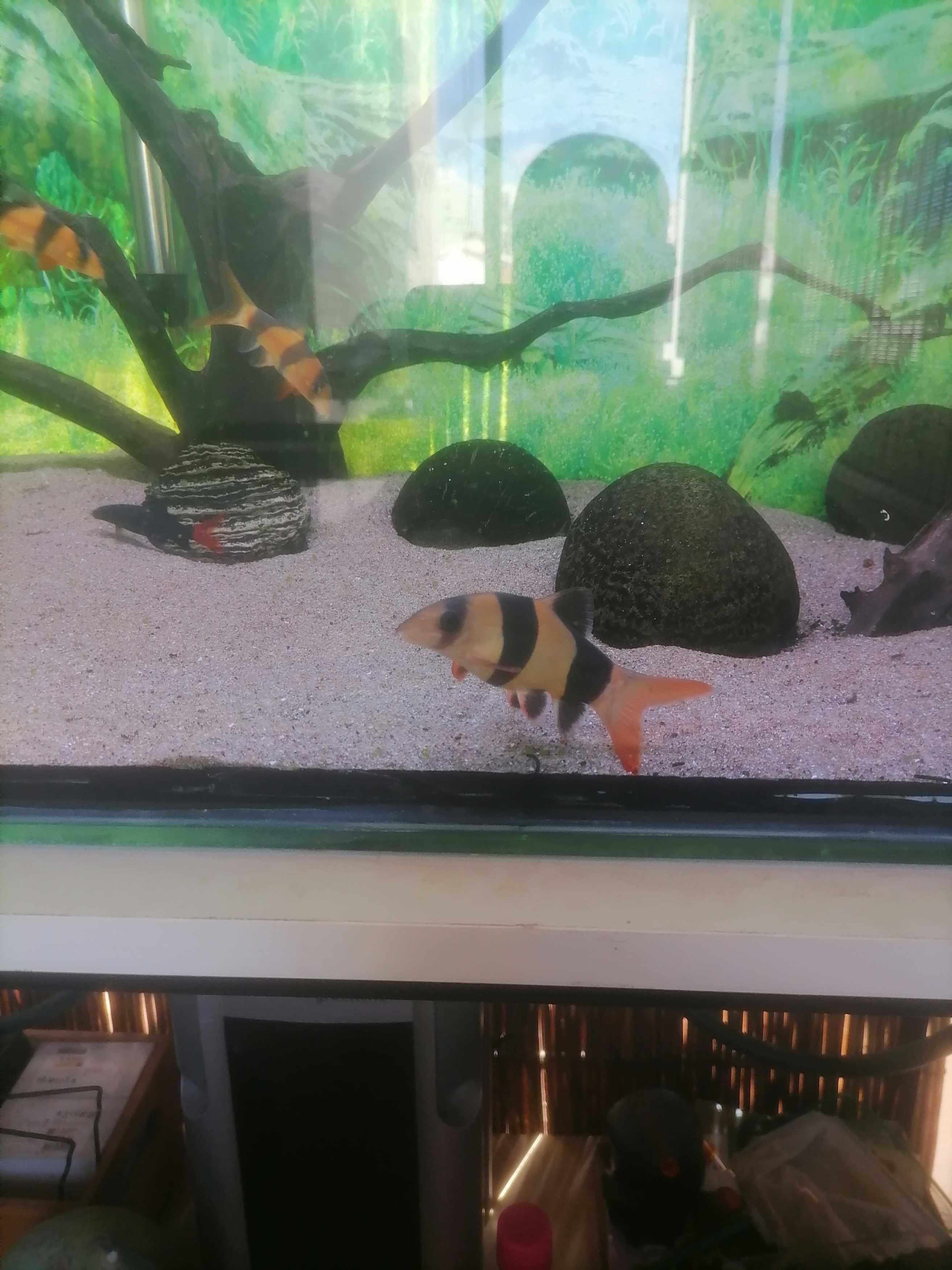 Peixe Botia palhaço 16cm/17cm