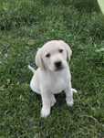 Labrador biszkopt