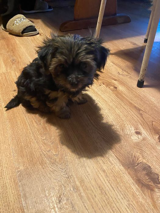 Yorki yorkshire terrier