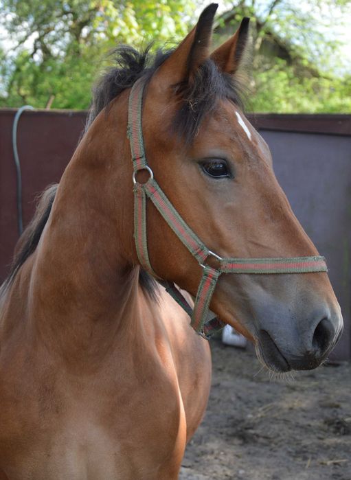 Tanie 2 w konie zimnokrwiste