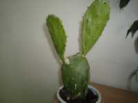 opuncja, kaktus rosllina doniczkowa