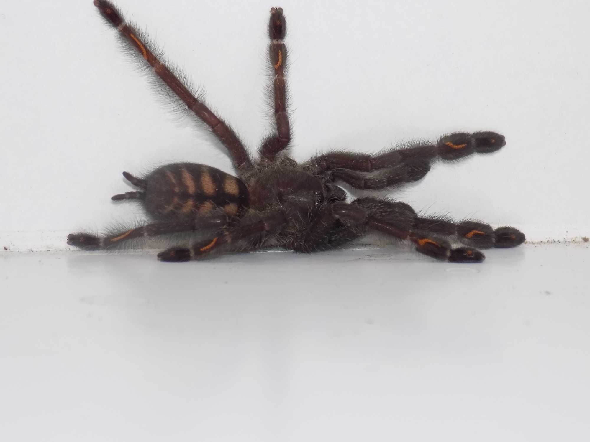 Psalmopeus  Irminia 3dc