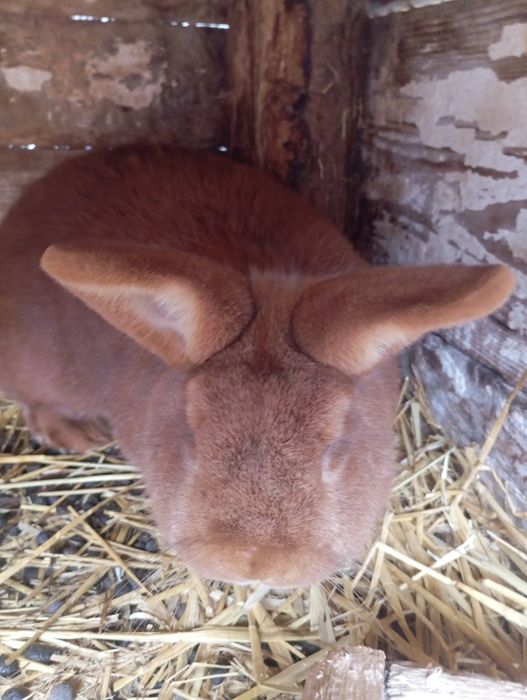 Samiec nowozelandzki czerwony