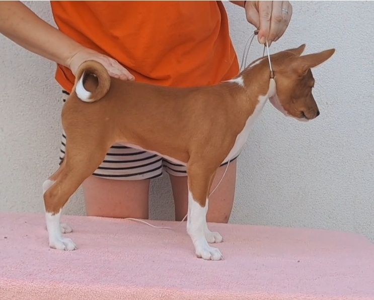 Щенок басенджи . Basenji puppy, FCI-UKU