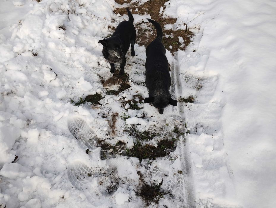 Oddam za darmo dwie suczki wysterylizowane  w dobre ręce