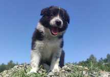 Rasowa, radosna suczka BORDER COLLIE z pełną dok. przebadani rodzice
