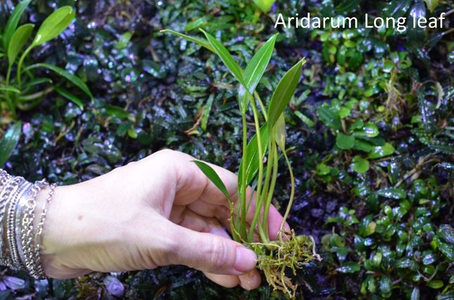 Aridarum Long Leaf