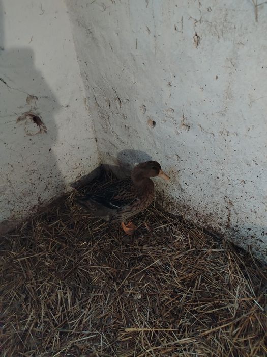 dzień i dobry mam na sprzedarz kaczkę