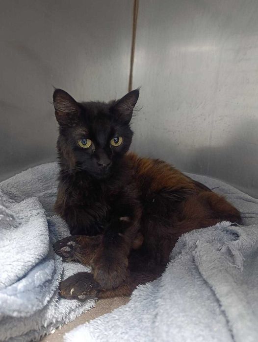 Gata para adoção responsável