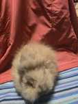 Króliczki króliki teddy