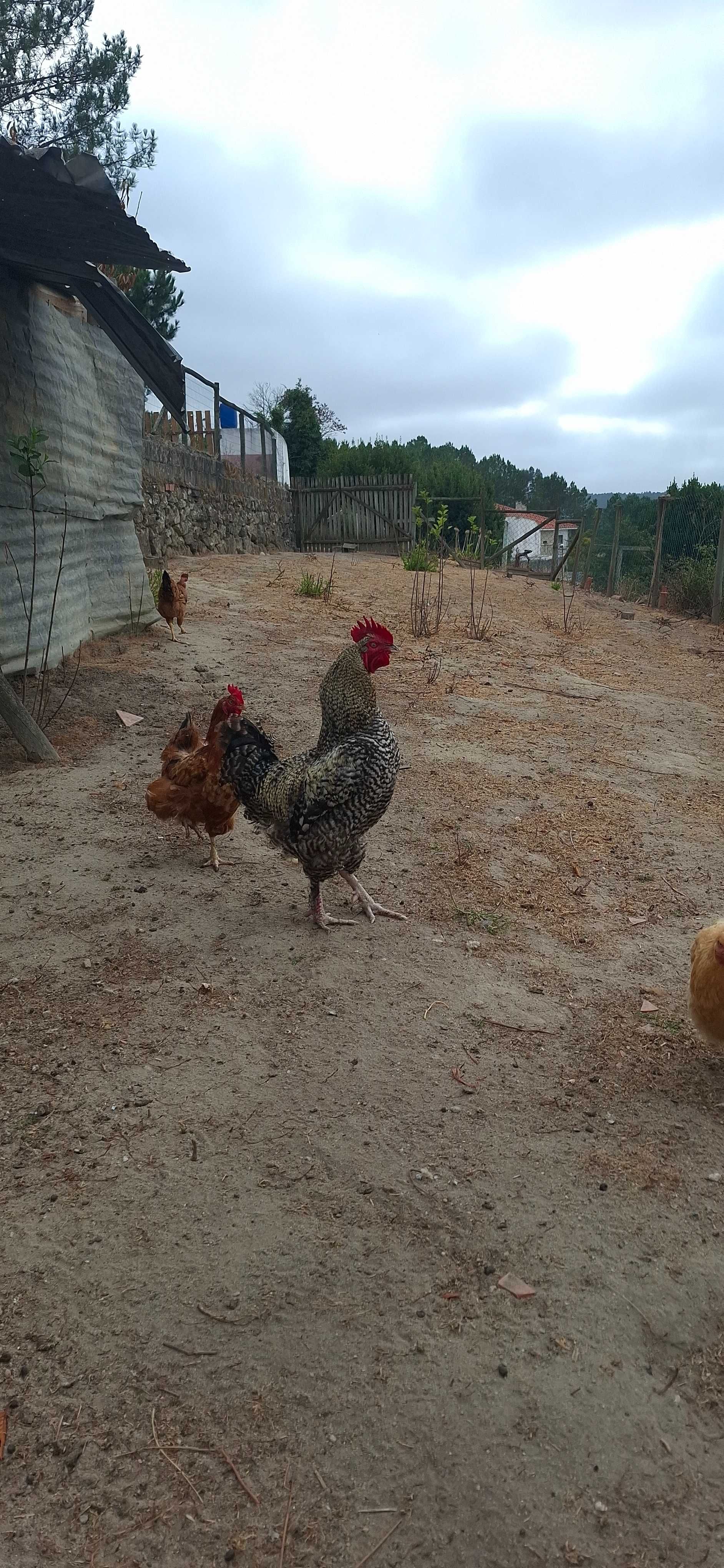Galos e galinhas