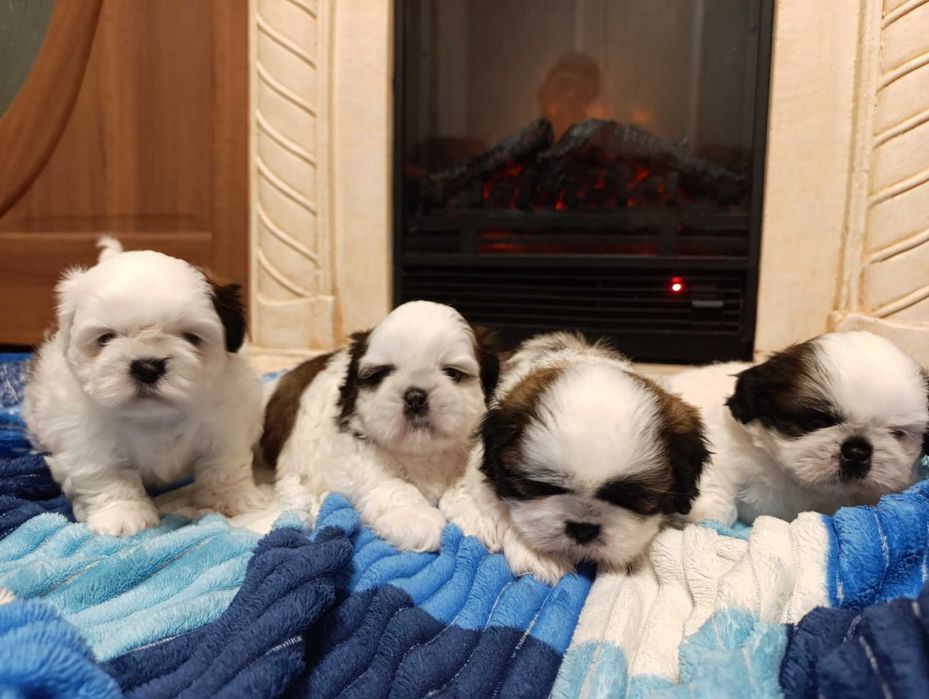 Продам щеня Ши-тцу