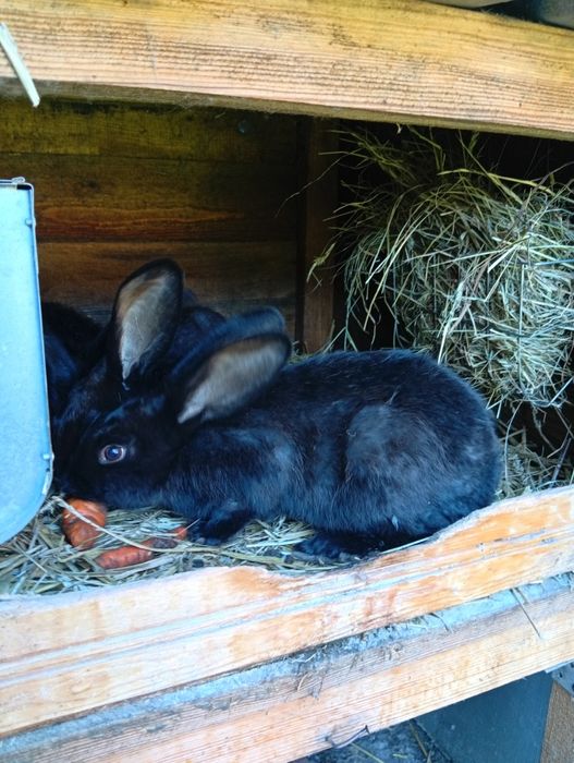 Sprzedam młode srokacze niemieckie