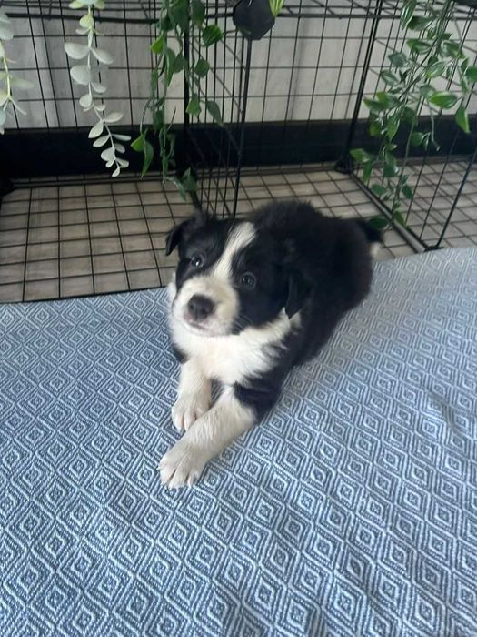 Border Collie - piesek