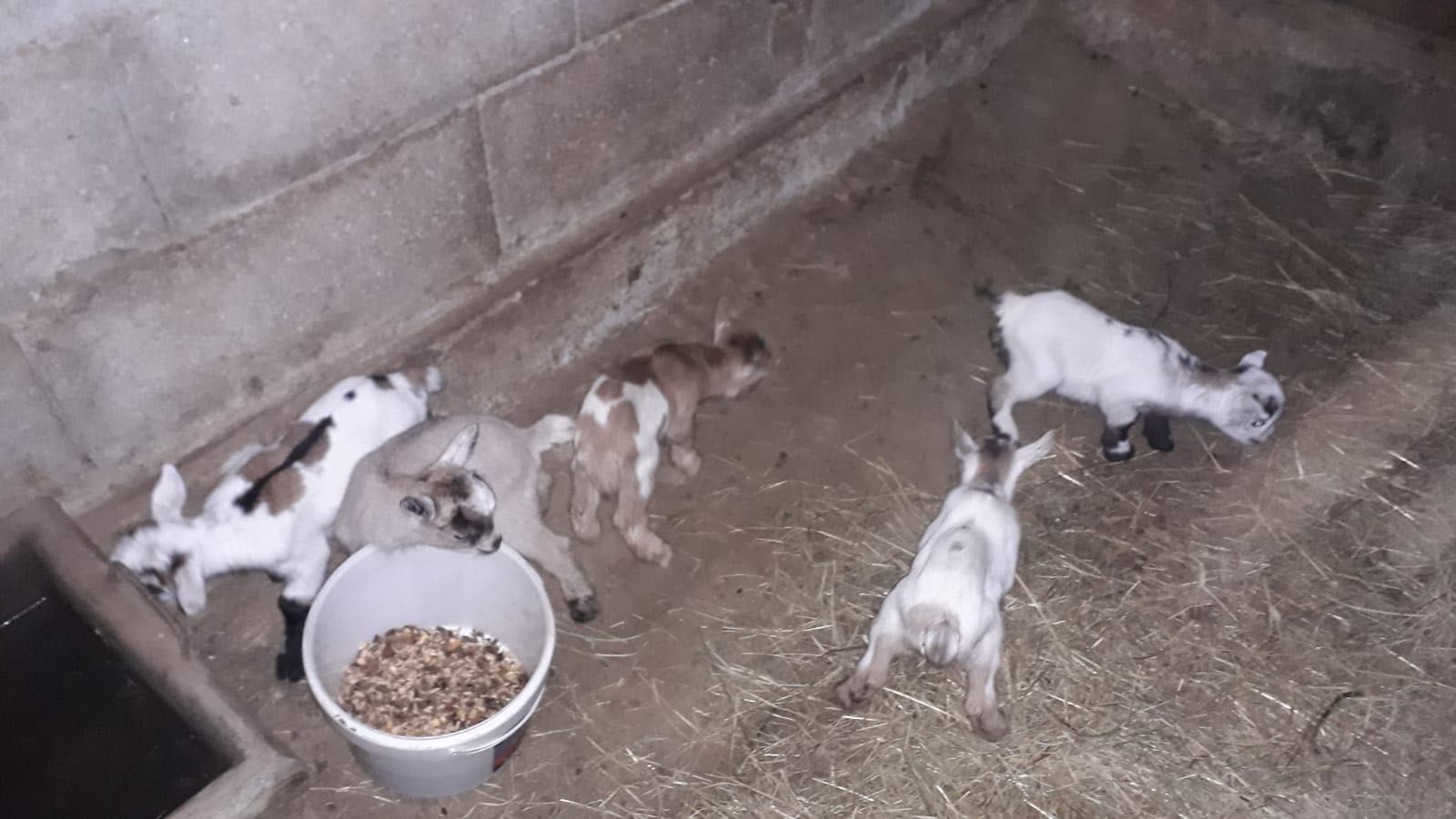 Cabras anãs para venda