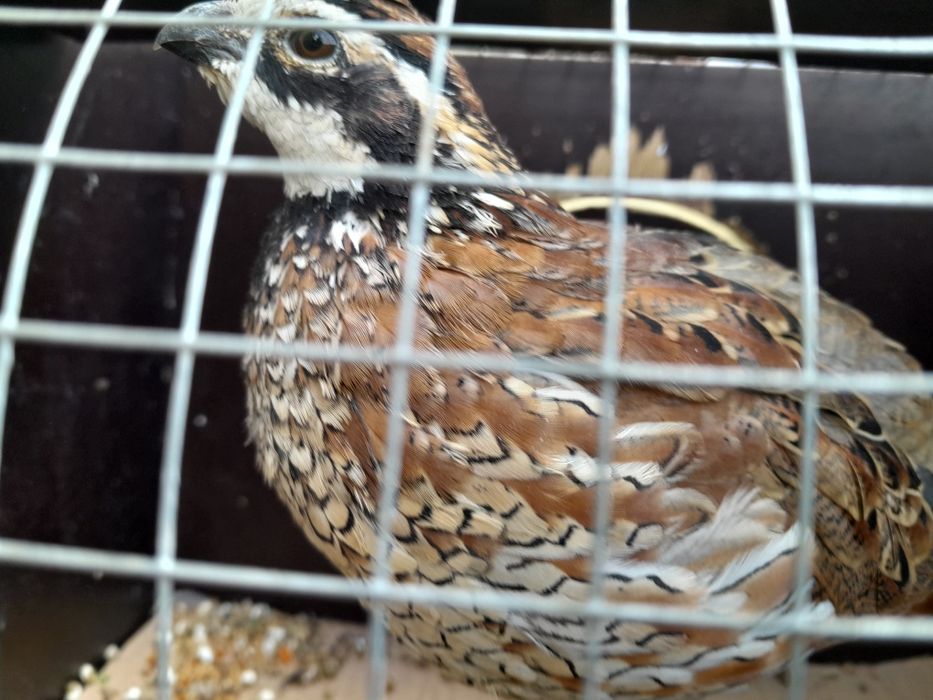 Samiec przepiórki wirginijskiej